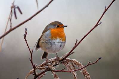 Bird Photographer Neil Salisbury of Betty Fold Gallery